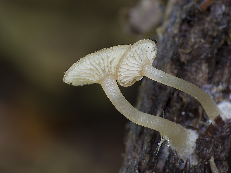 Trichocybe puberula